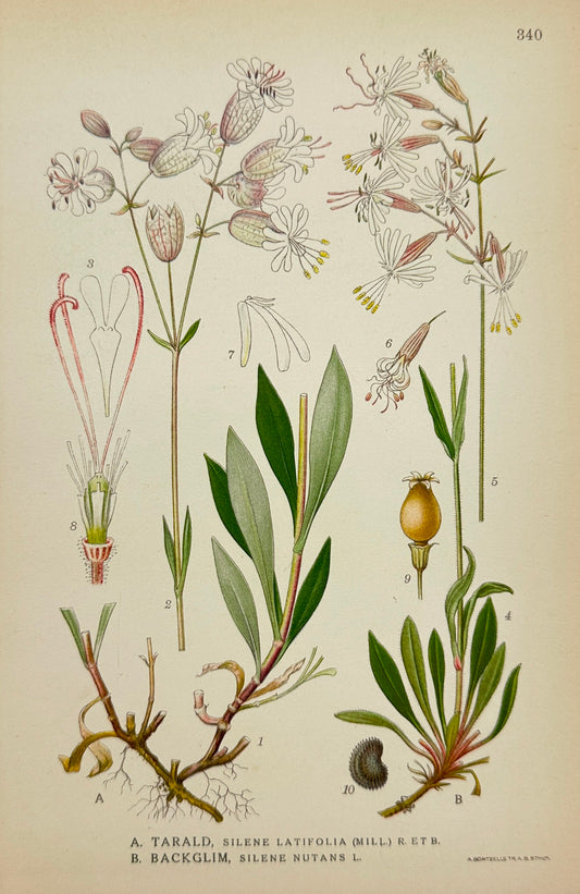 Antique Print - Carl Lindman - White Campion - Nottingham Catchfly - F4