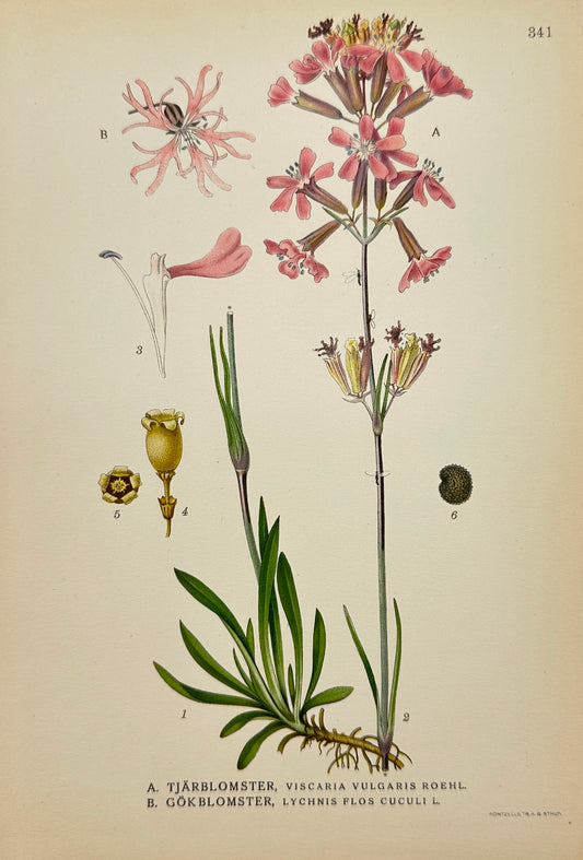 Antique Print - Carl Lindman - White Campion - Ragged Robin - Soapwort - F4
