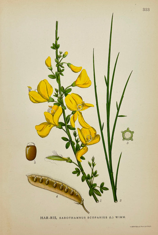 Antique Print - Carl Lindman - Sarothamnus Scoparius - Common Broom - F4