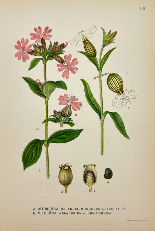 Antique Botanical Print - Carl Lindman - Red Campion - White Campion - F4