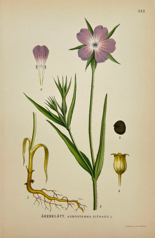 Antique Botanical Print - Carl Lindman - Agrostemma Githago - Corncockle - F4