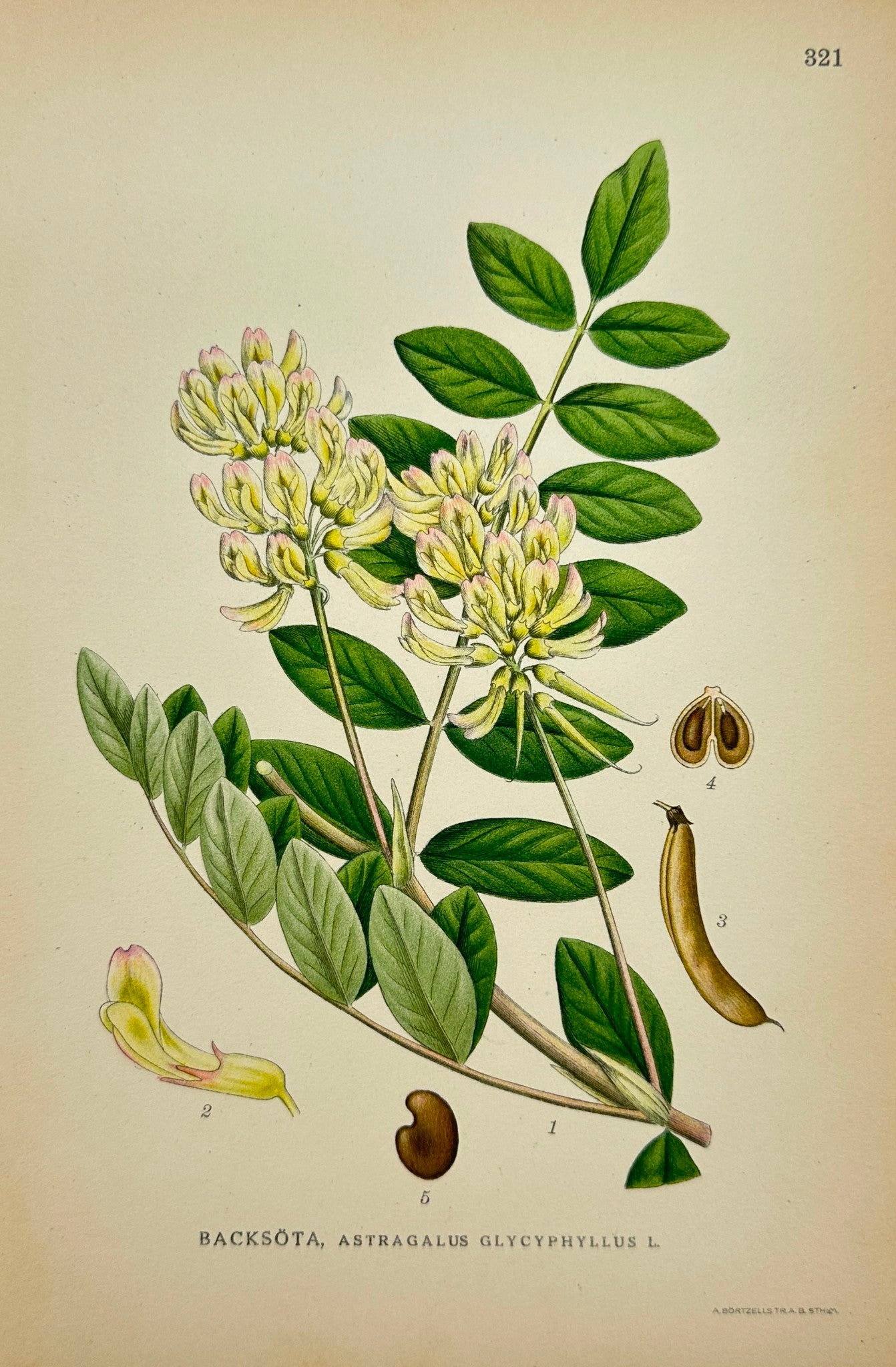 Antique Print - Carl Lindman - Astragalus Glycyphyllos - Wild Liquorice - F4