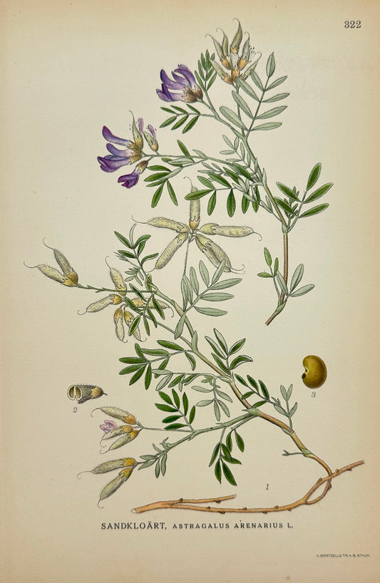 Antique Print - Carl Lindman - Astragalus Arenarius - Sand Milkvetch - F4