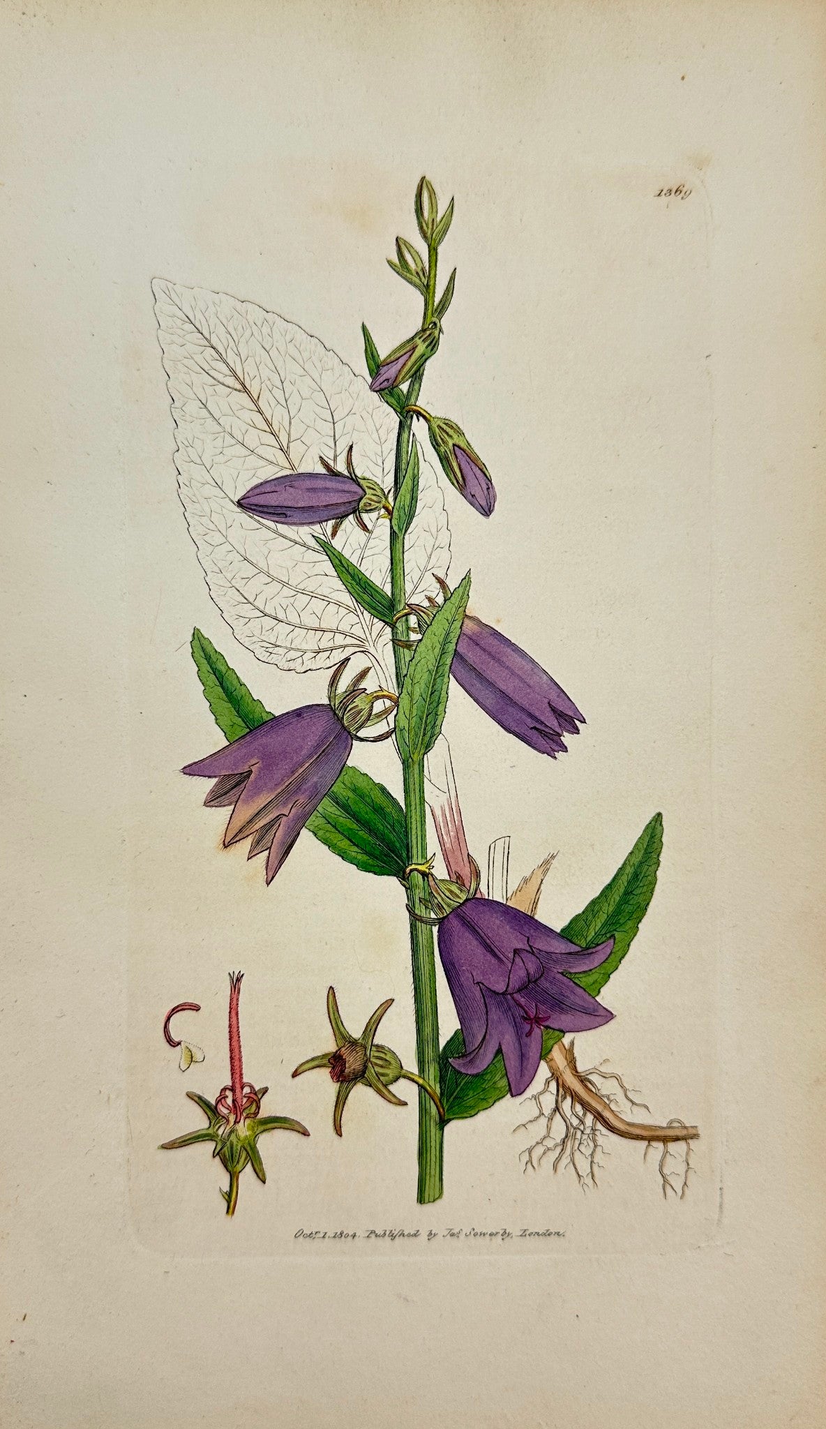 Antique Print - Sowerby - Campanula Rapunculoides - Creeping Bell-flower - F1