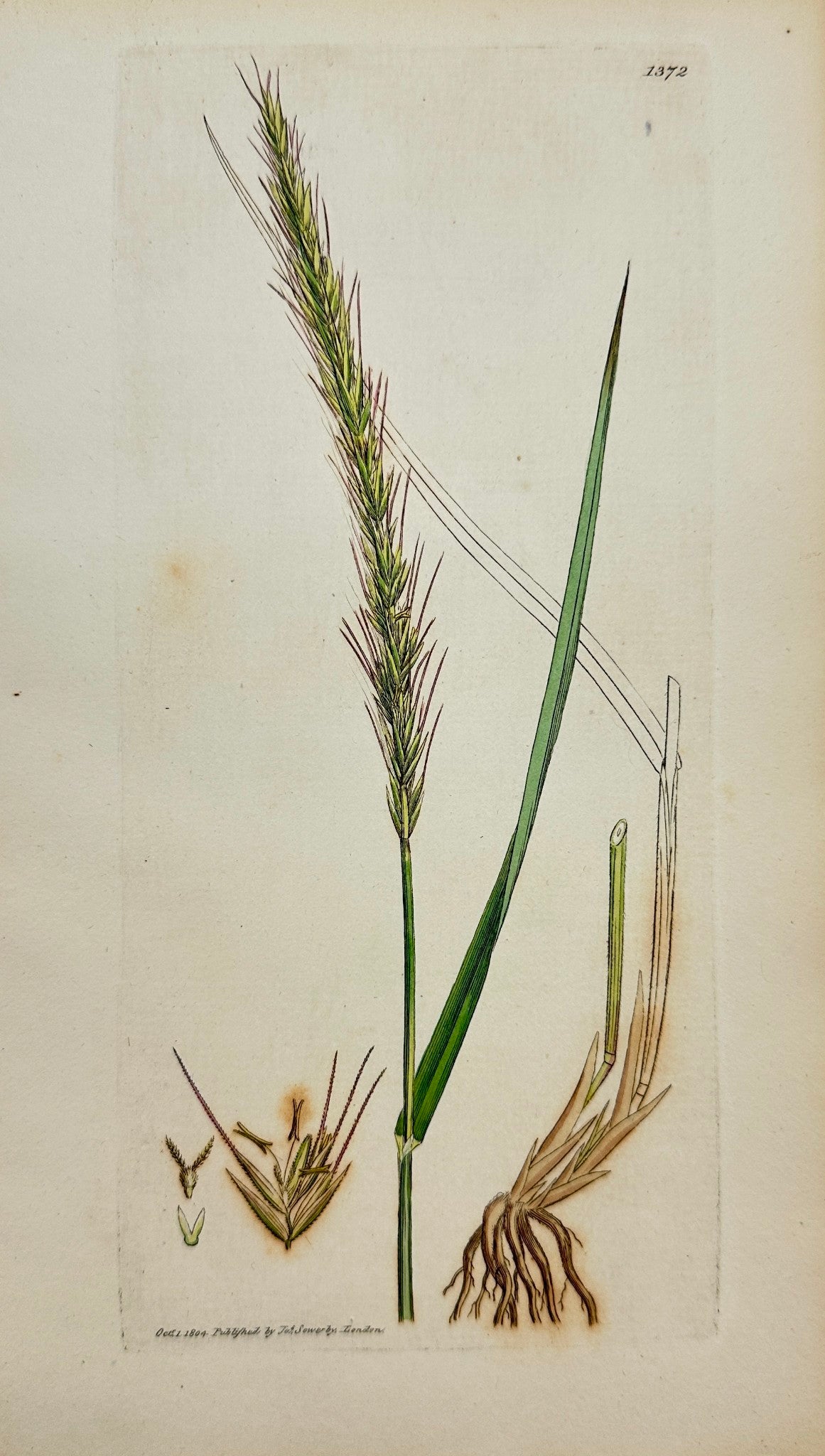 Antique Print - James Sowerby - Triticum Caninum - Bearded Wheat-grass - F1
