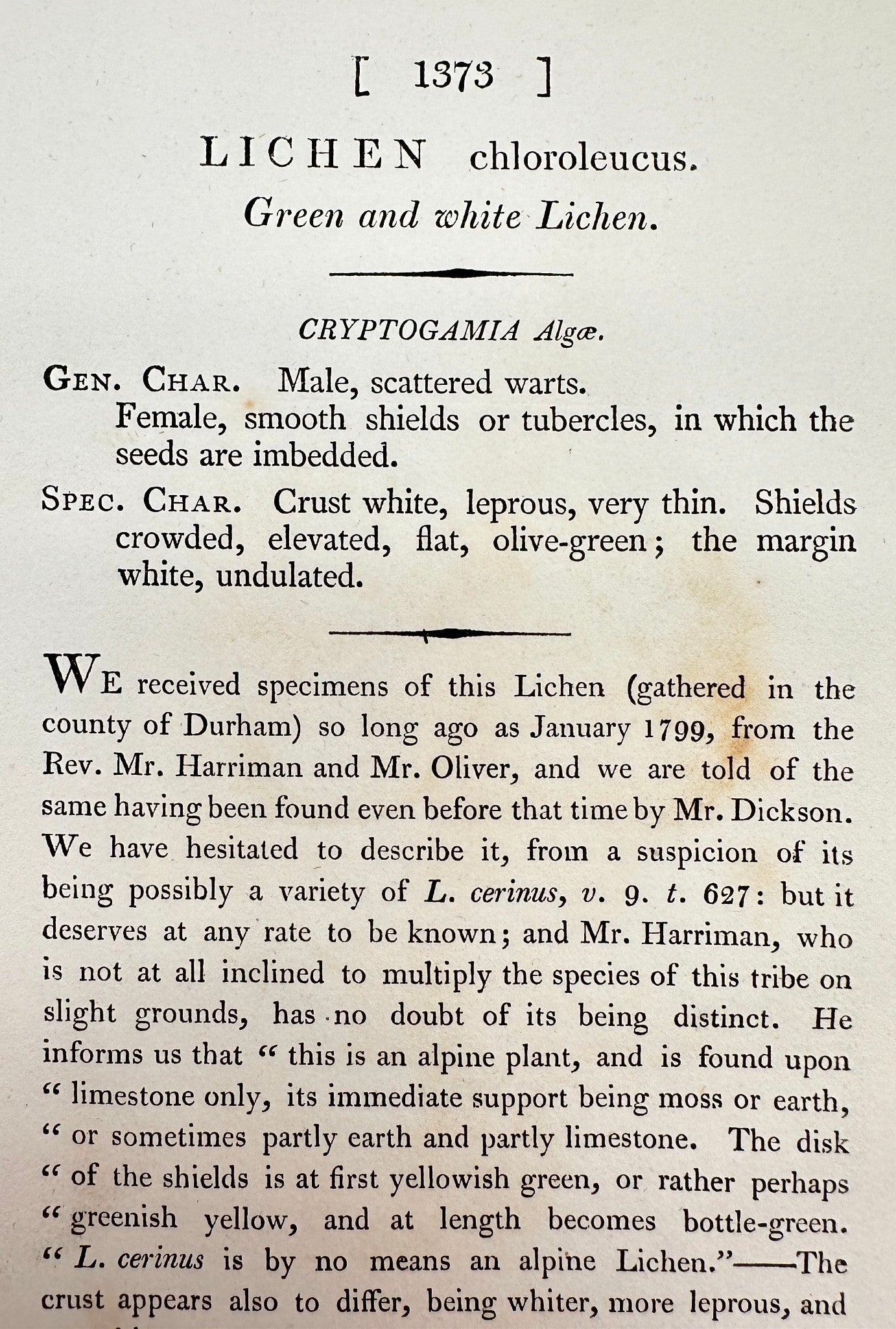 Antique Print - Sowerby - Lichen Chloroleucus - Green and white Lichen - F1