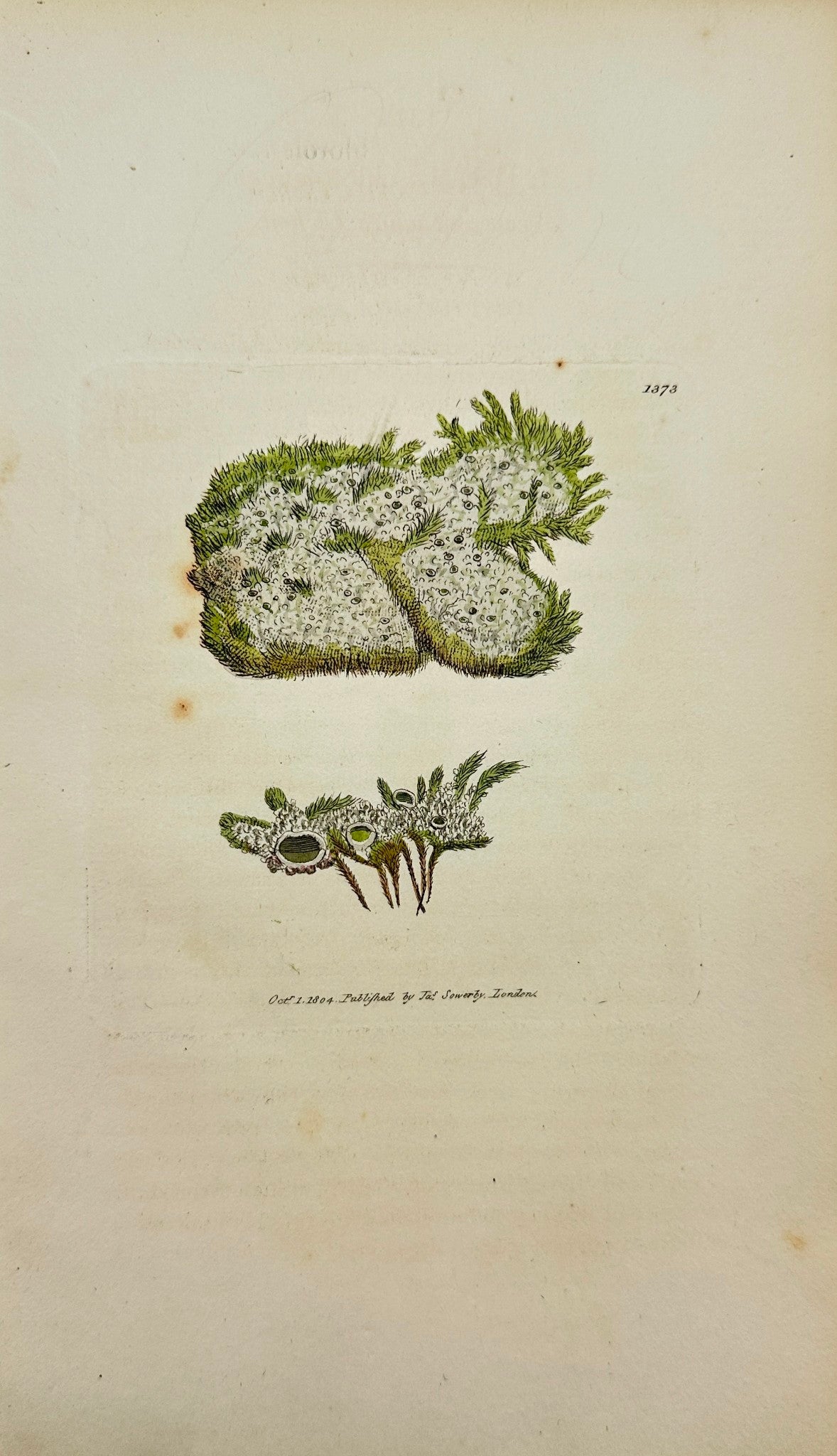 Antique Print - Sowerby - Lichen Chloroleucus - Green and white Lichen - F1