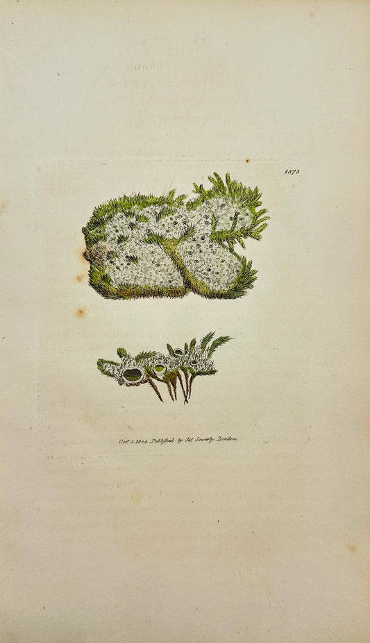Antique Print - Sowerby - Lichen Chloroleucus - Green and white Lichen - F1