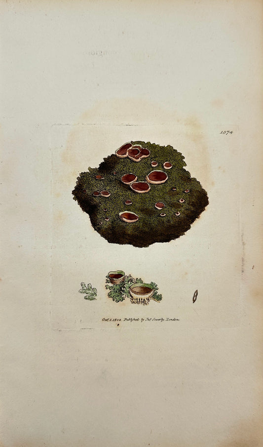 Antique Print - Sowerby - Lichen Spongiosus - Spongy Gelatinous Lichen - F1