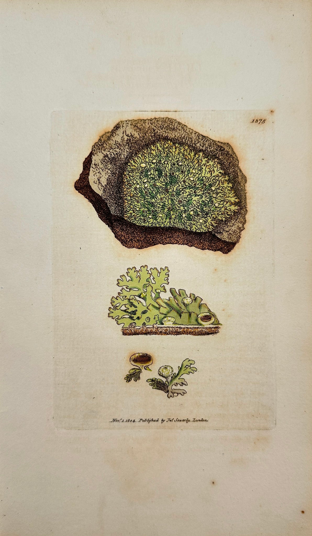 Antique Print - Sowerby - Lichen Incurvus - Incurved Yellow-warted Lichen - F1