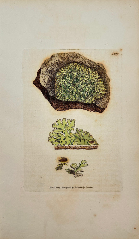 Antique Print - Sowerby - Lichen Incurvus - Incurved Yellow-warted Lichen - F1