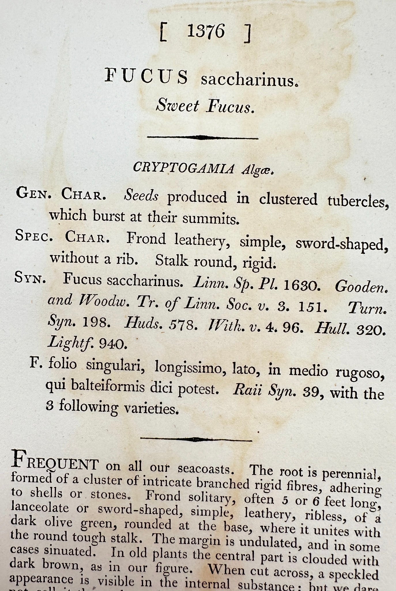 Antique Botanical Print - James Sowerby - Fucus Saccharinus - Sweet Fucus - F1