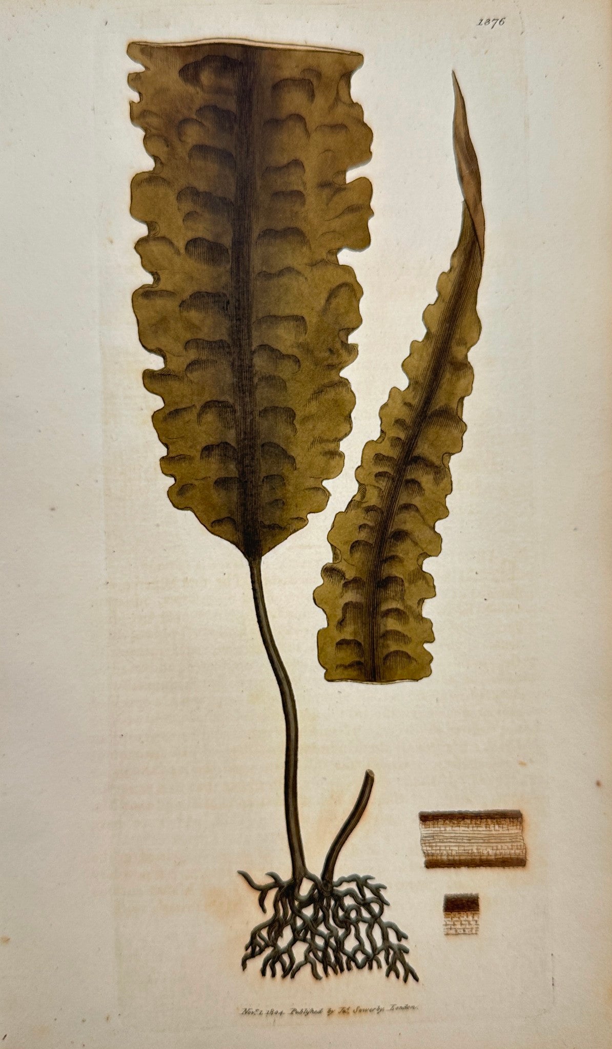 Antique Botanical Print - James Sowerby - Fucus Saccharinus - Sweet Fucus - F1