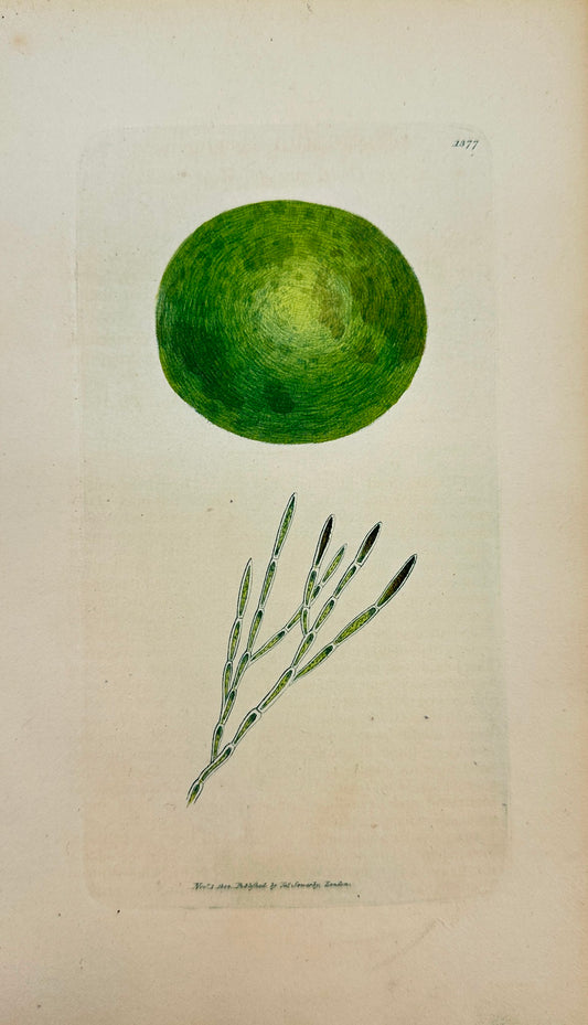 Antique Print - James Sowerby - Conferva ægagropila - Globe Conferva - F1
