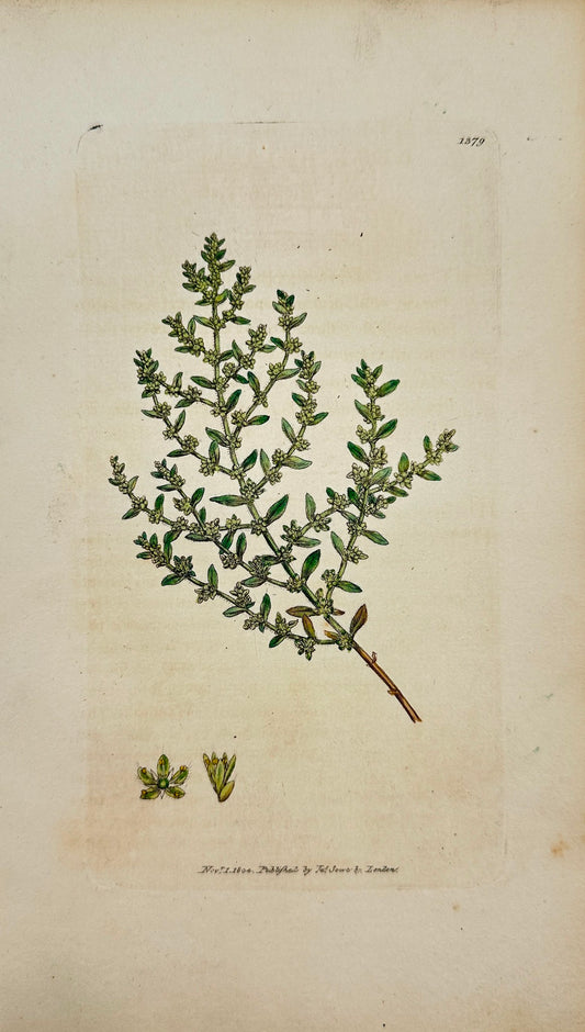 Antique Print - James Sowerby - Herniaria Hirsuta - Hairy Rupture-wort - F1