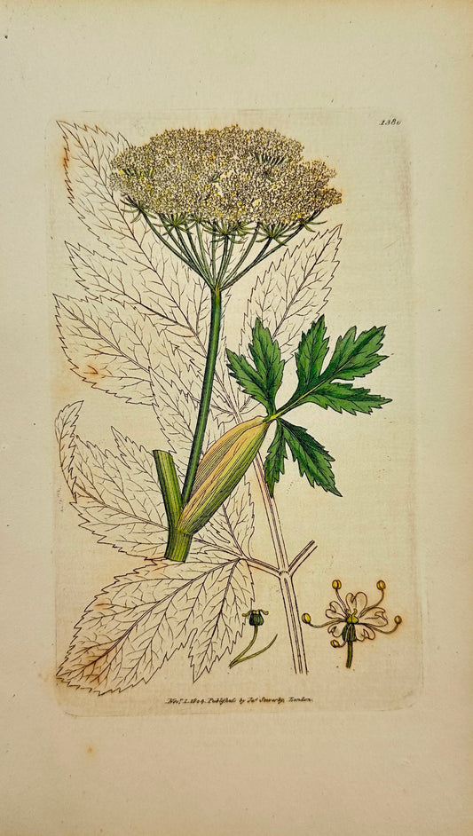 Antique Print - James Sowerby - Imperatoria Ostruthium - Masterwort - F1