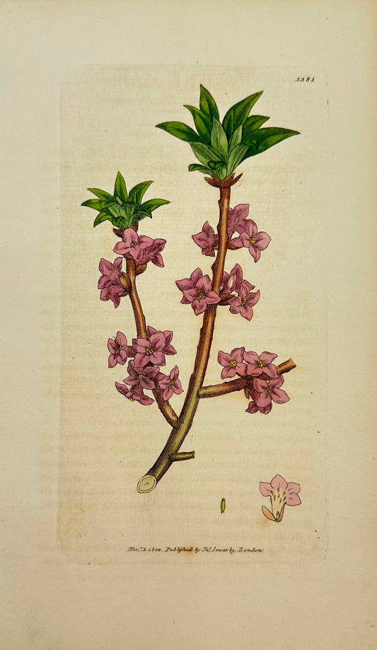 Antique Botanical Print - James Sowerby - Daphne Mezereum - Common Mezereon - F1