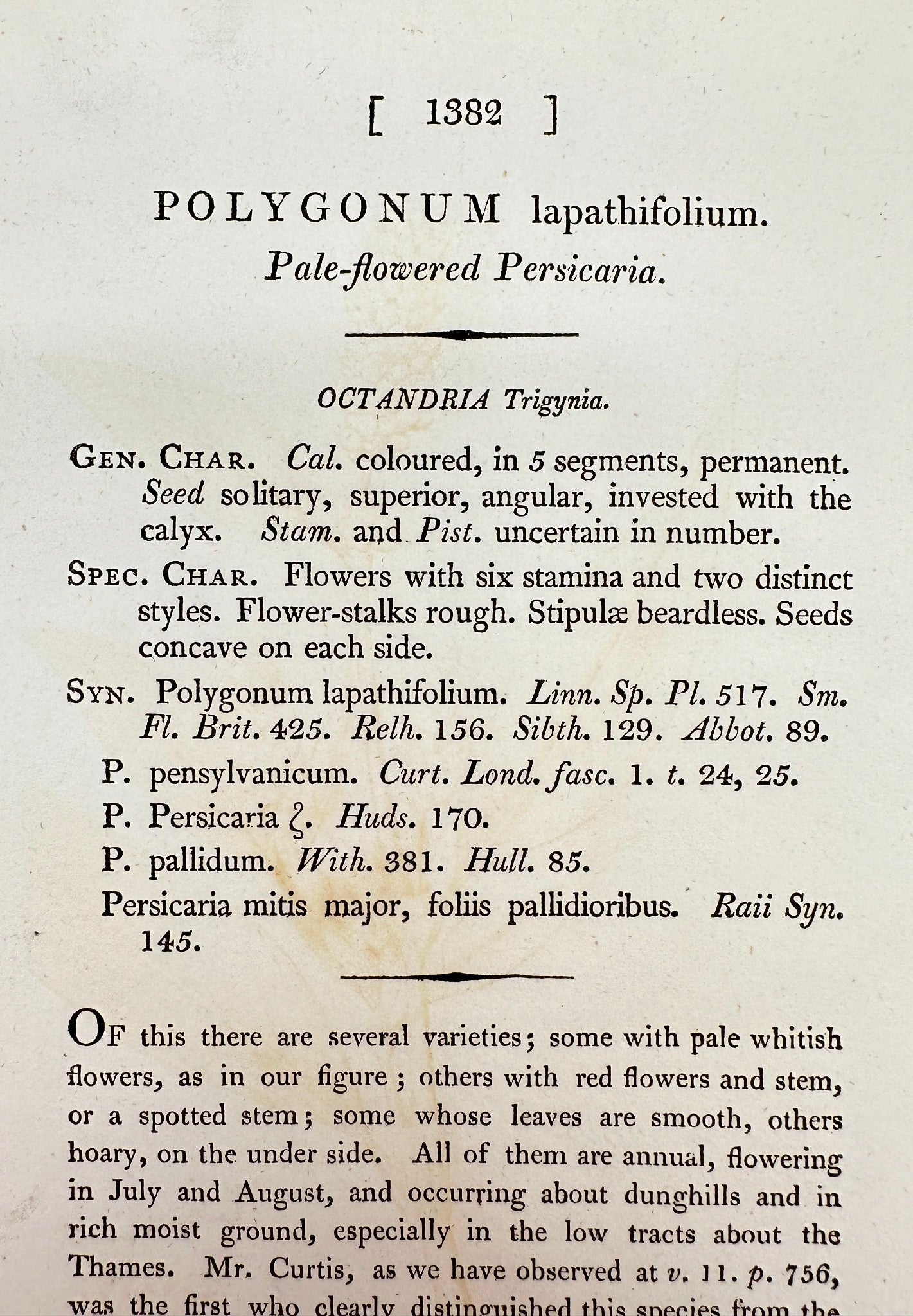 Antique Print - Polygonum Lapathifolium - Pale-flowered Persicaria - F1