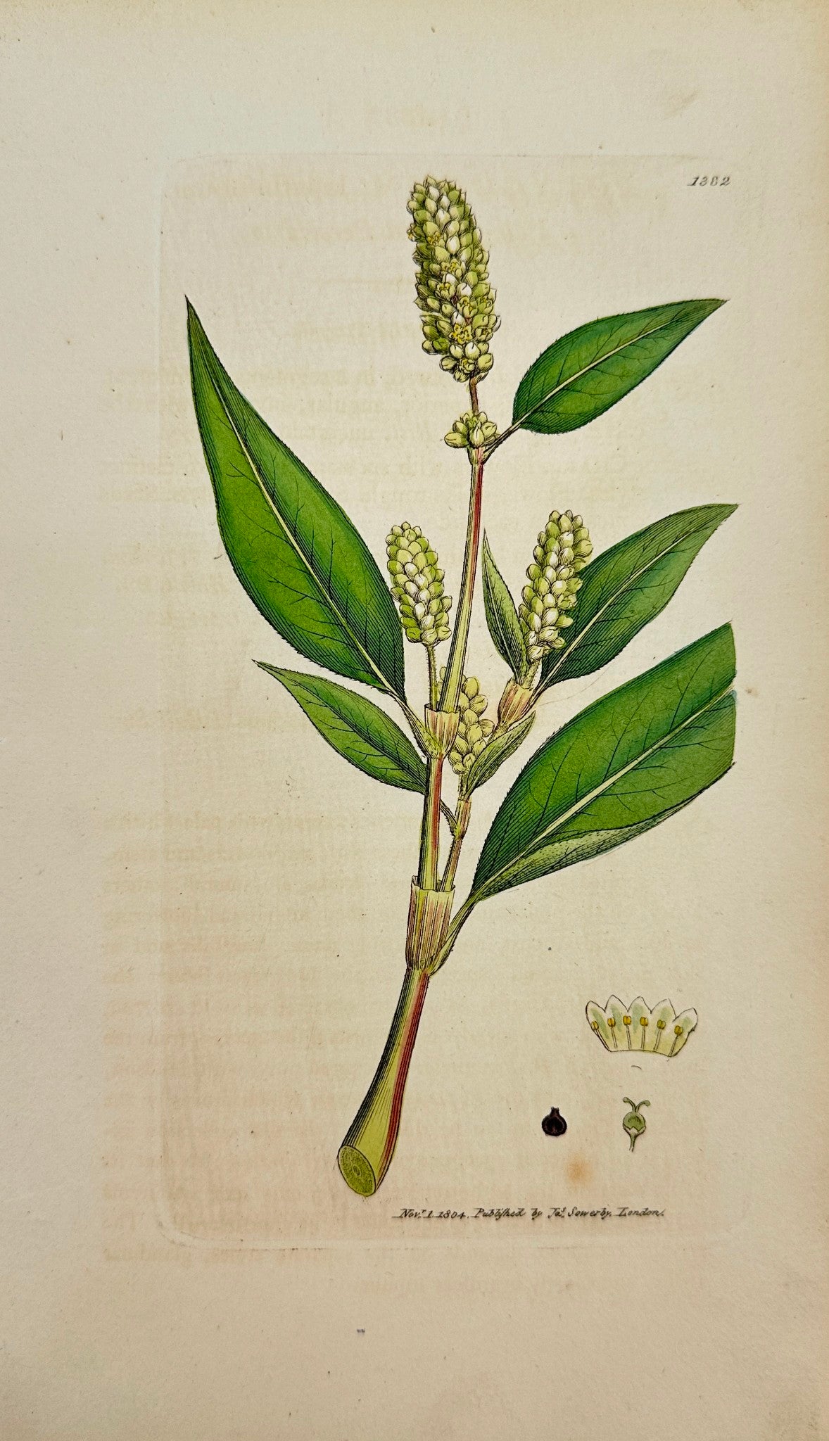 Antique Print - Polygonum Lapathifolium - Pale-flowered Persicaria - F1
