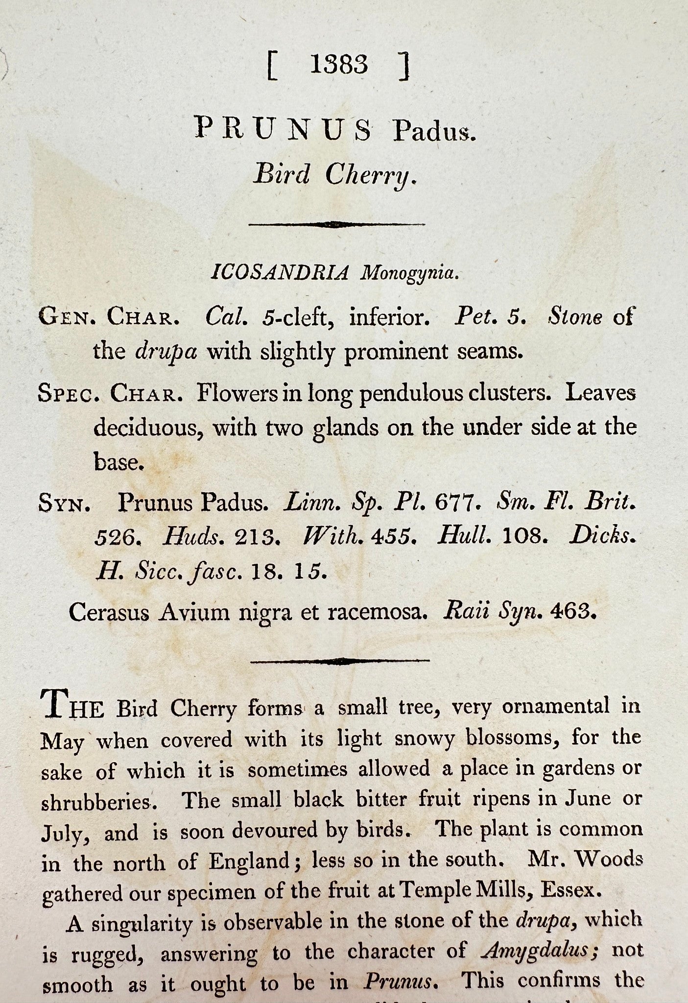 Antique Botanical Print - James Sowerby - Prunus Padus - Bird Cherry - F1