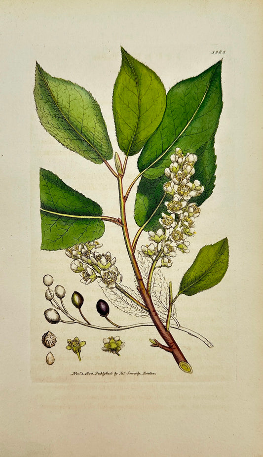 Antique Botanical Print - James Sowerby - Prunus Padus - Bird Cherry - F1