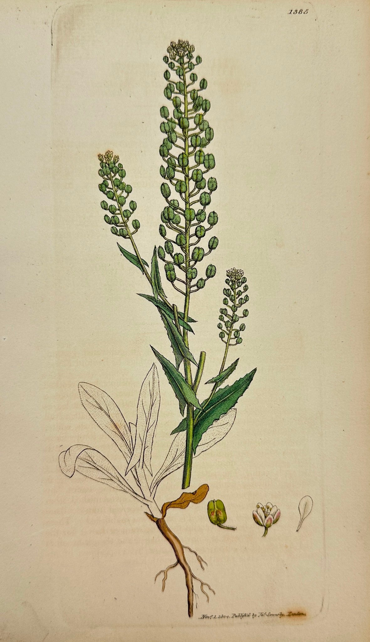 Antique Print - Sowerby - Thlaspi Campestre - Common Mithridate Mustard - F1