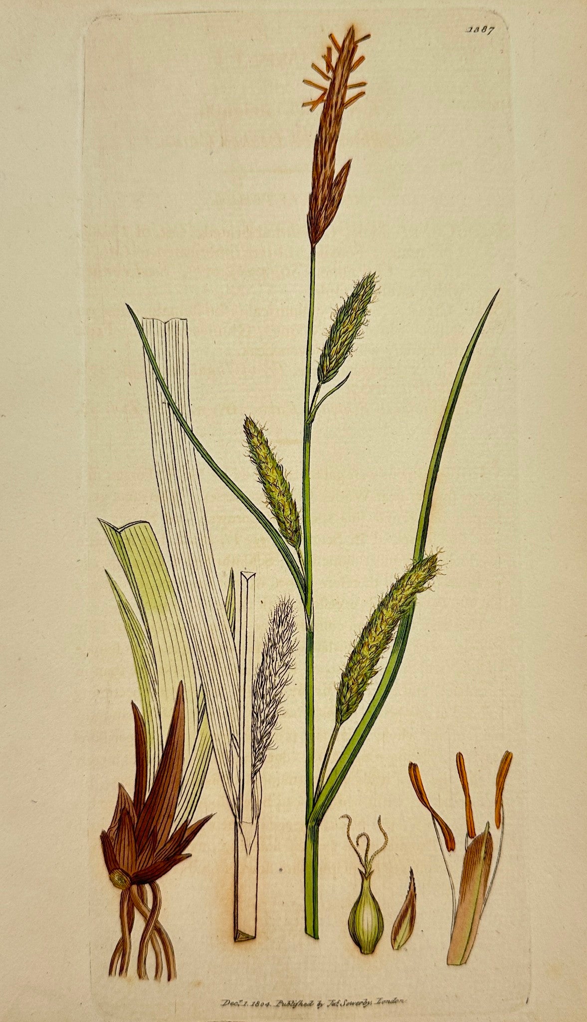 Antique Print - Sowerby - Carex Lævigata - Smooth-stalked Beaked Carex - F1