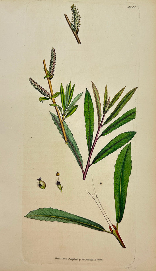 Antique Print - James Sowerby - Salix Purpurea - Bitter Purple Willow - F1