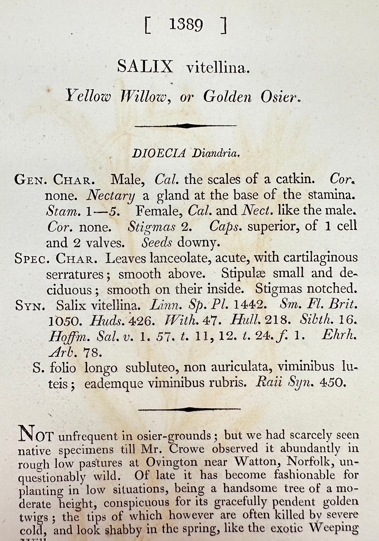 Antique Botanical Print - James Sowerby - Salix Vitellina - Yellow Willow - F1