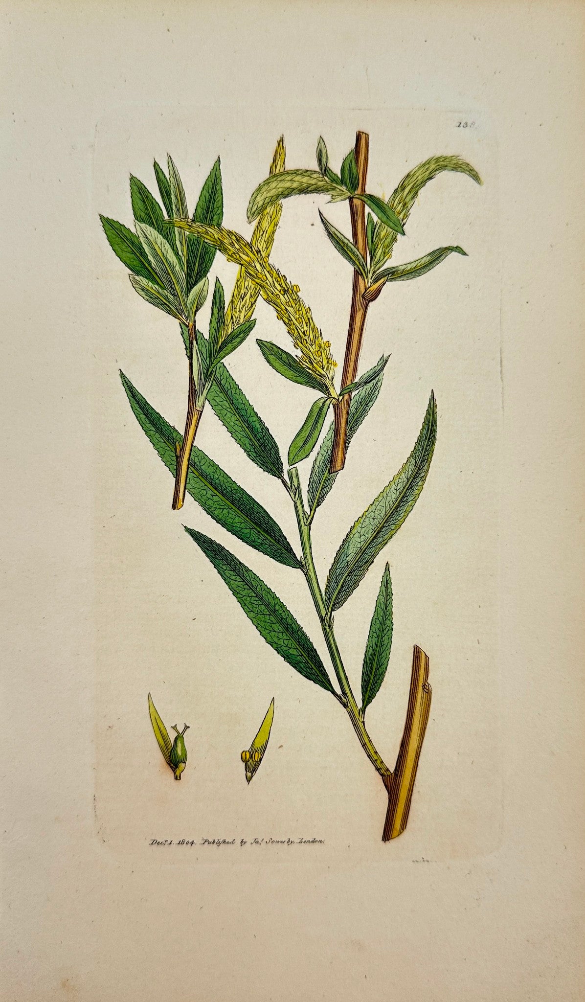 Antique Botanical Print - James Sowerby - Salix Vitellina - Yellow Willow - F1