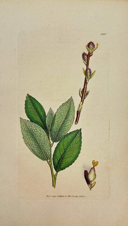 Antique Print - Sowerby - Salix Dicksoniana - Broad-leaved Mountain Willow - F1