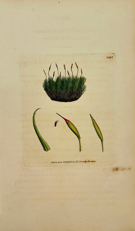 Antique Print - Sowerby - Dicranum Scottianum - Curve-stalked Fork-moss - F1