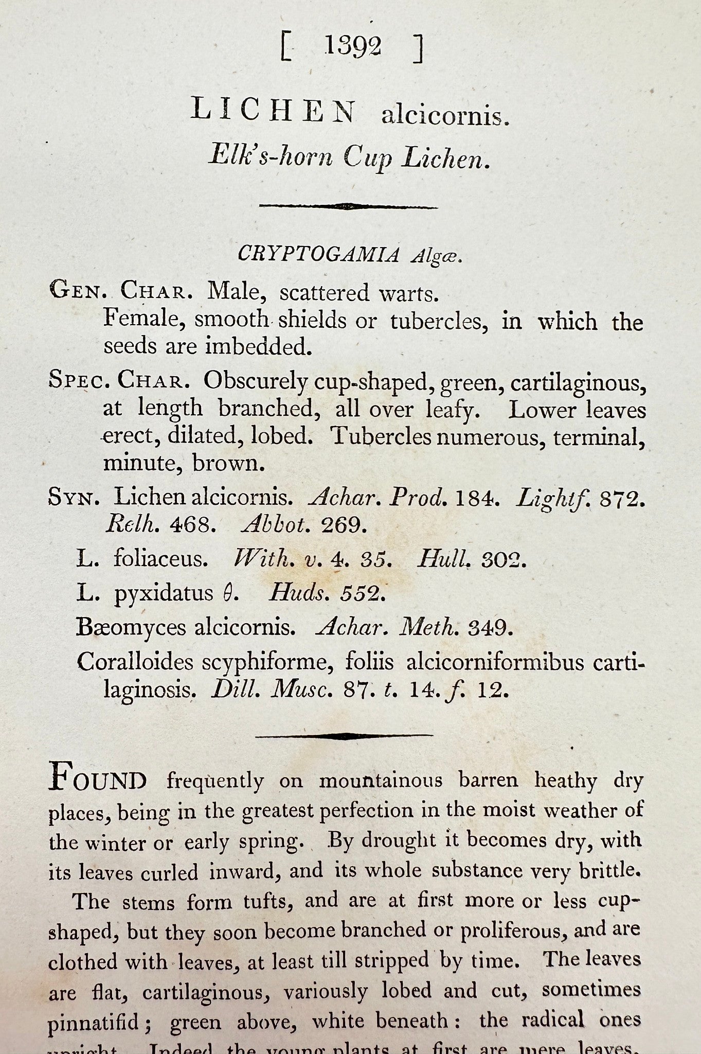 Antique Print - James Sowerby - Lichen Alcicornis - Elk's-horn Cup Lichen - F1