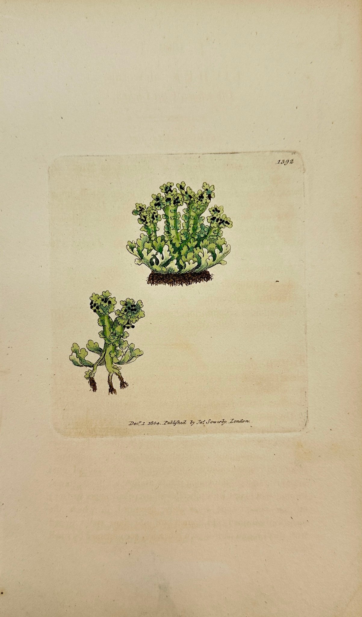 Antique Print - James Sowerby - Lichen Alcicornis - Elk's-horn Cup Lichen - F1