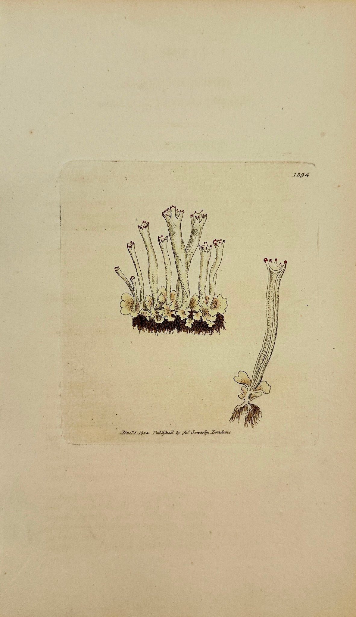 Antique Print - Sowerby - Lichen Deformis - Clumsy Indented Cup Lichen - F1