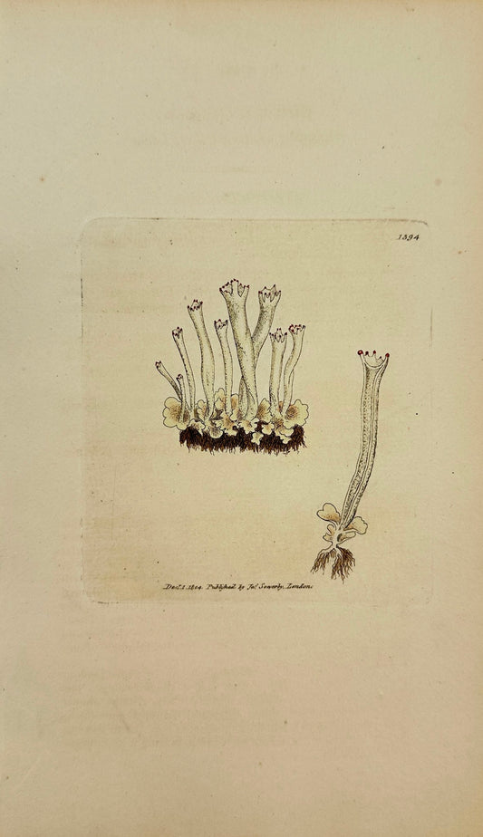 Antique Print - Sowerby - Lichen Deformis - Clumsy Indented Cup Lichen - F1