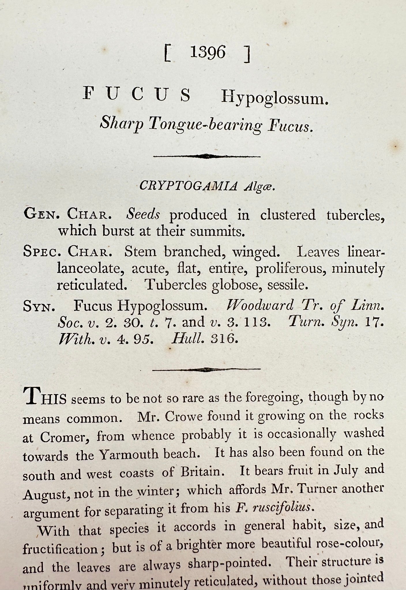 Antique Print - Sowerby - Fucus Hypoglossum - Sharp Tongue-bearing Fucus - F1