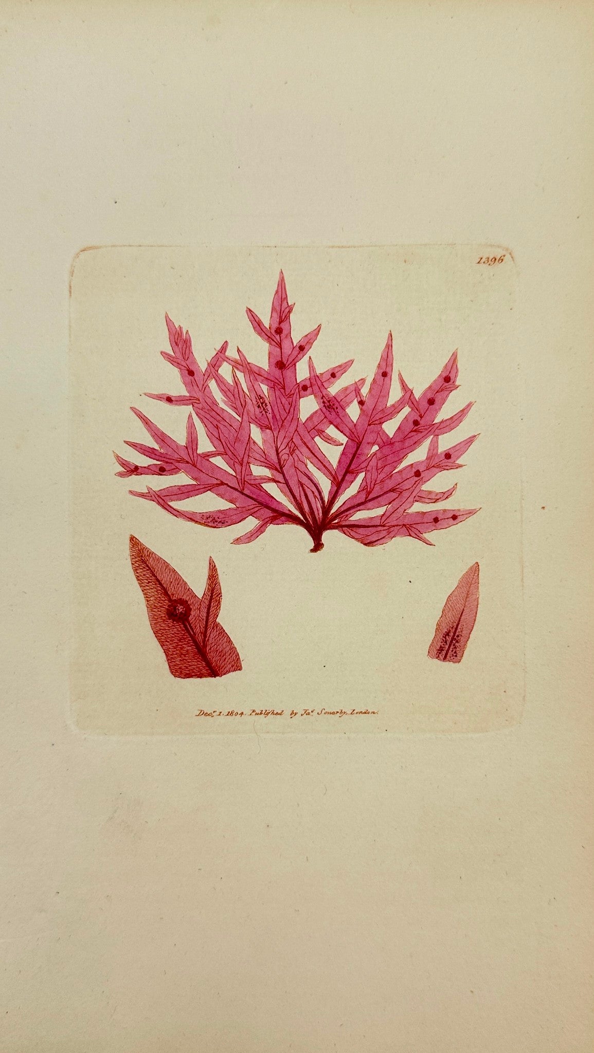 Antique Print - Sowerby - Fucus Hypoglossum - Sharp Tongue-bearing Fucus - F1