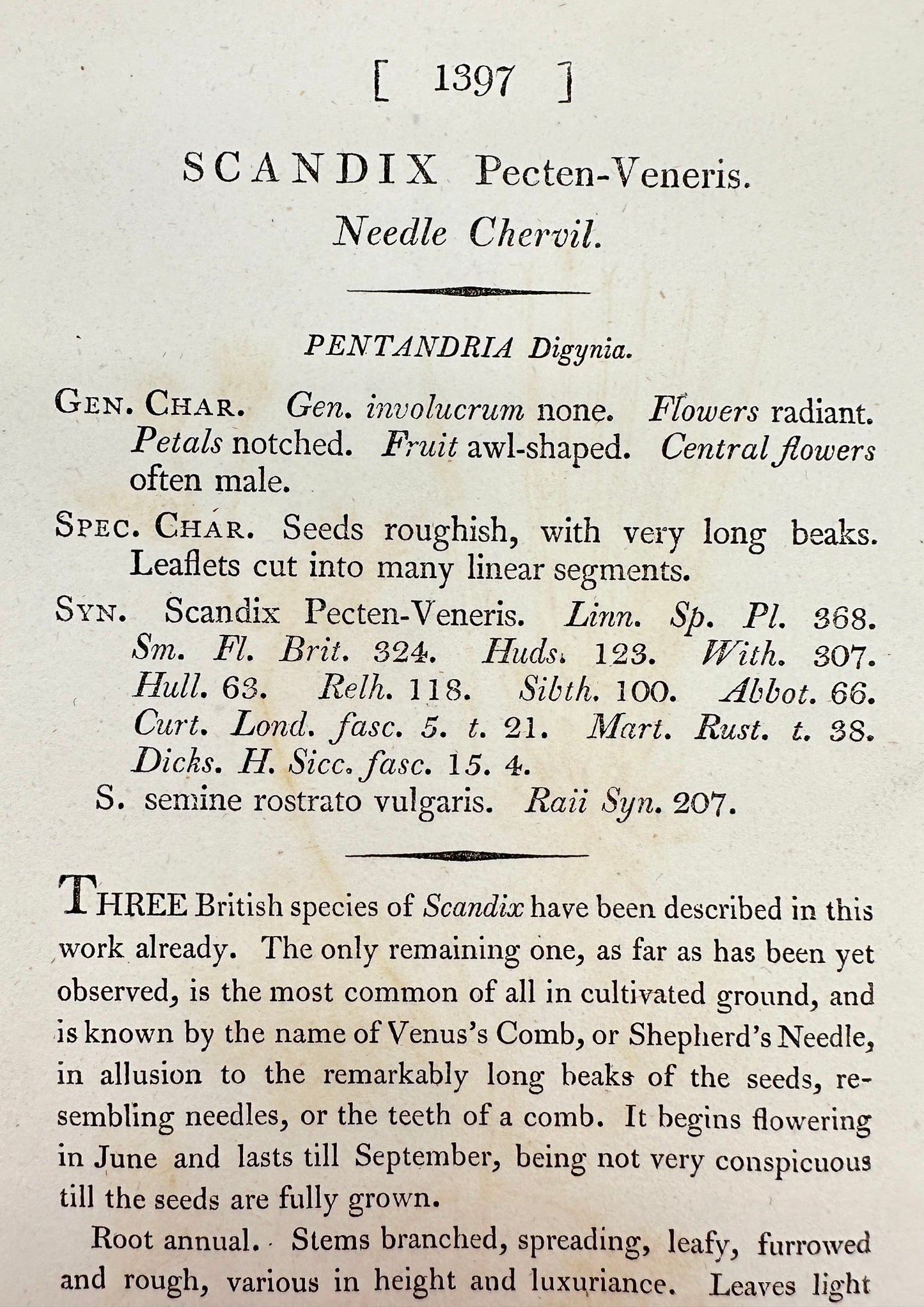 Antique Print - James Sowerby - Scandix Pecten-Veneris - Needle Chervil - F1