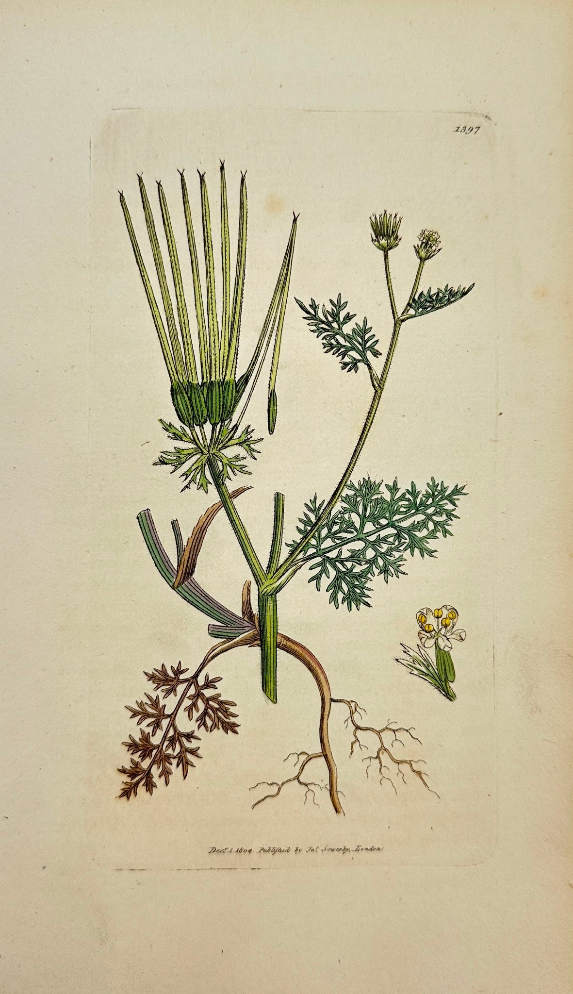 Antique Print - James Sowerby - Scandix Pecten-Veneris - Needle Chervil - F1