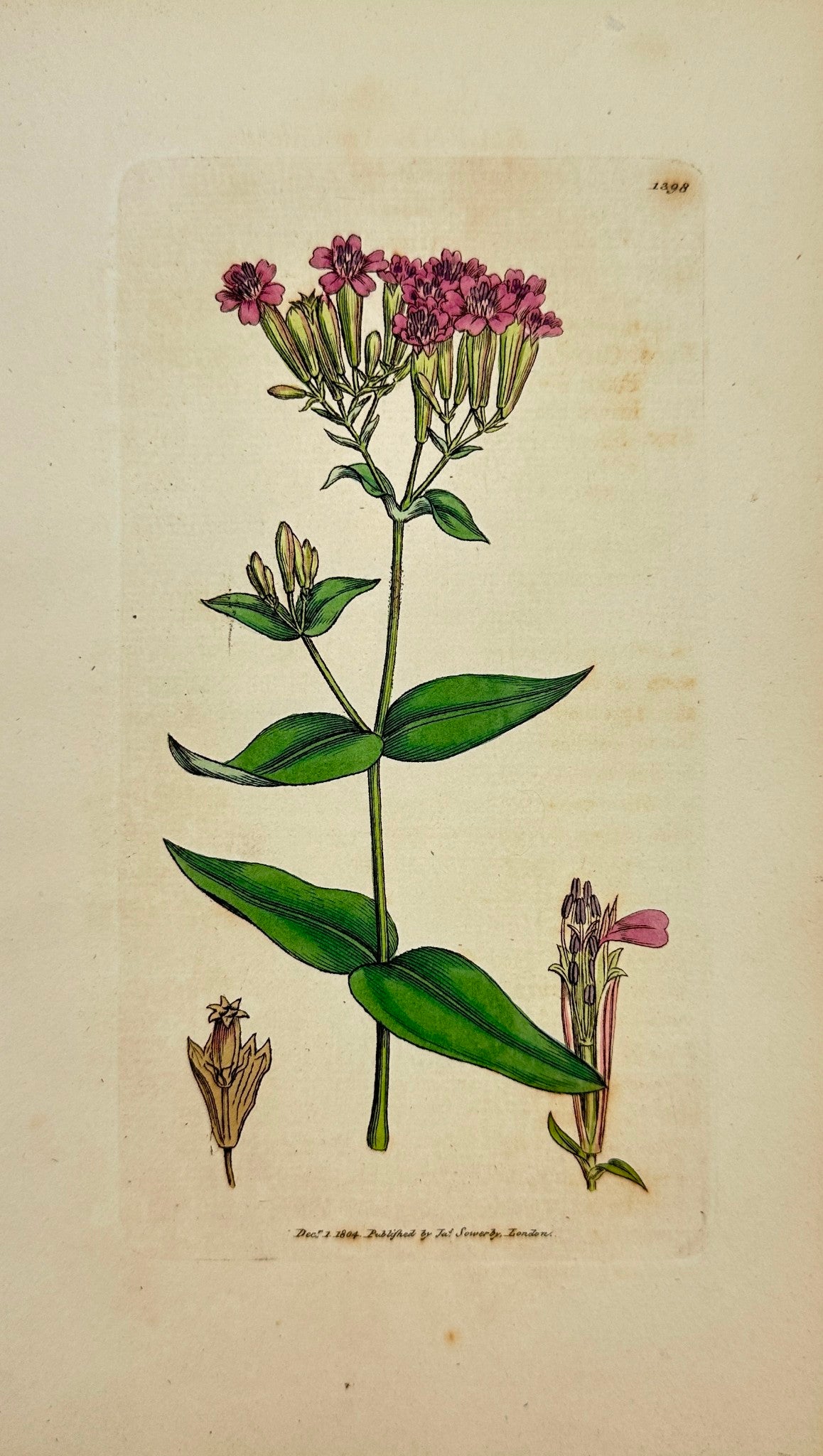 Antique Botanical Print - James Sowerby - Silene Armeria - Lobel's Catchfly - F1