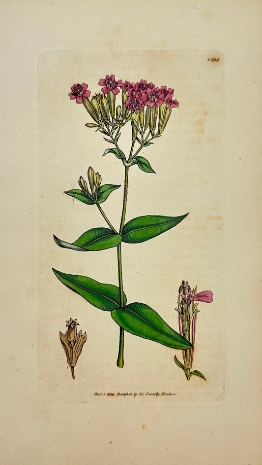 Antique Botanical Print - James Sowerby - Silene Armeria - Lobel's Catchfly - F1