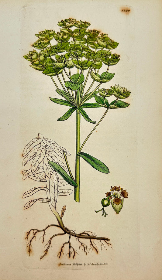 Antique Print - James Sowerby - Euphorbia Esula - Leafy-branched Spurge - F1