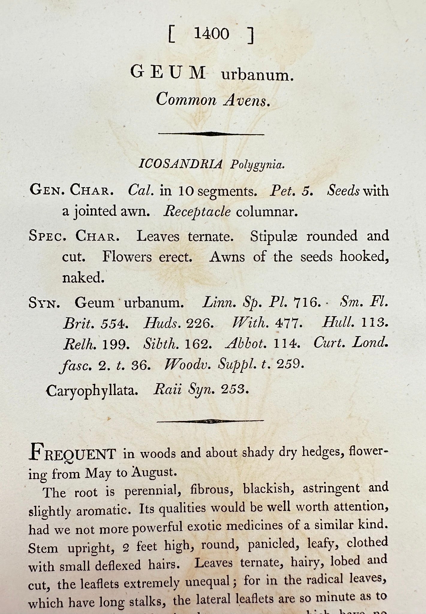 Antique Botanical Print - James Sowerby - Geum Urbanum - Common Avens - F1