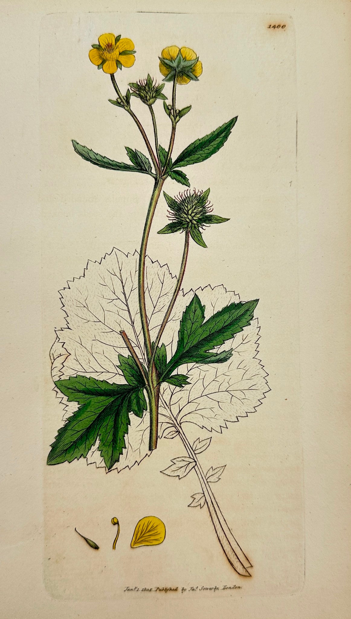 Antique Botanical Print - James Sowerby - Geum Urbanum - Common Avens - F1