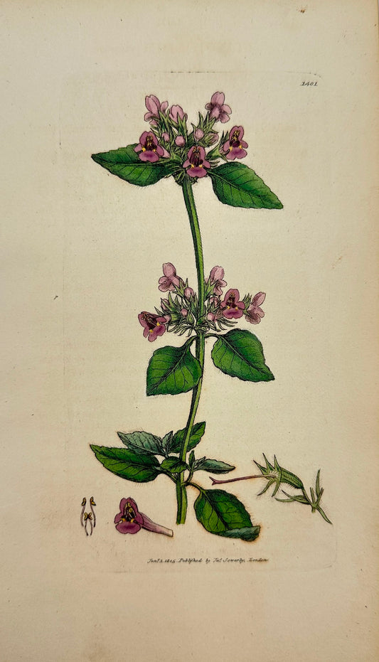 Antique Botanical Print - James Sowerby - Clinopodium Vulgare - Wild Basil - F1