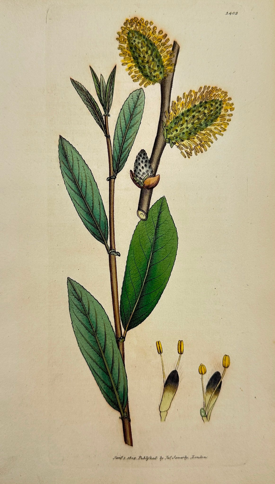 Antique Print - James Sowerby - Salix Oleifolia - Olive-leaved Willow - F1