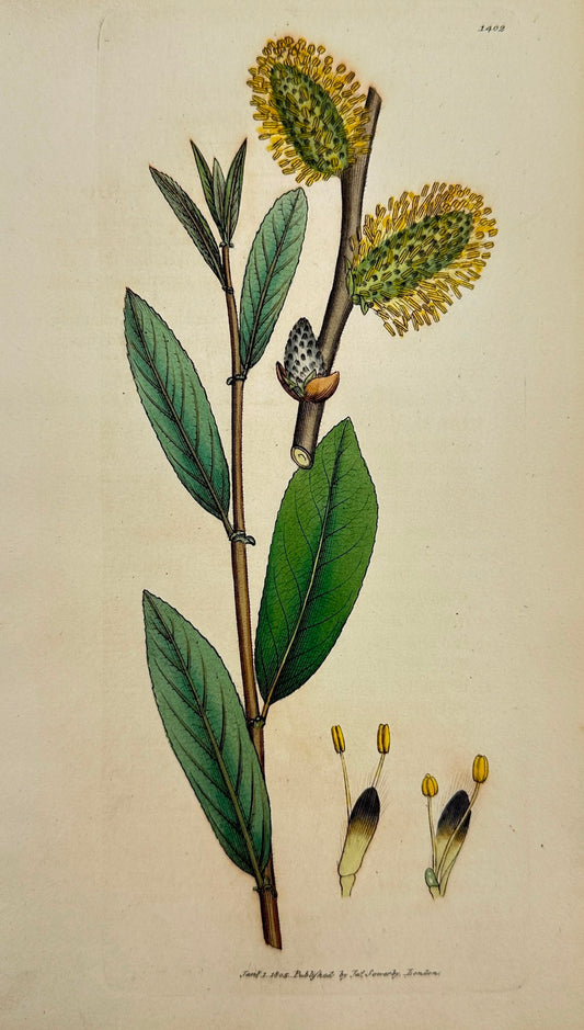 Antique Print - James Sowerby - Salix Oleifolia - Olive-leaved Willow - F1