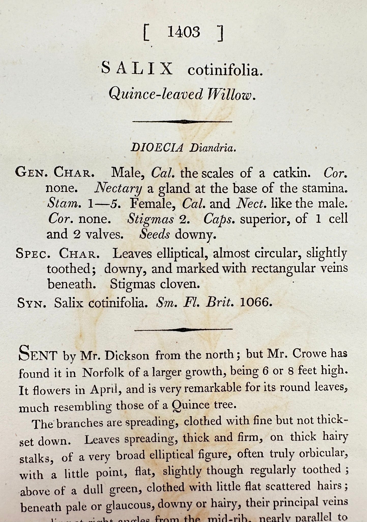 Antique Print - James Sowerby - Salix Cotinifolia - Olive-leaved Willow - F1