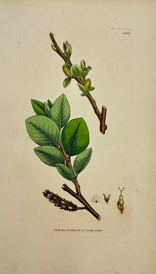 Antique Print - James Sowerby - Salix Cotinifolia - Olive-leaved Willow - F1